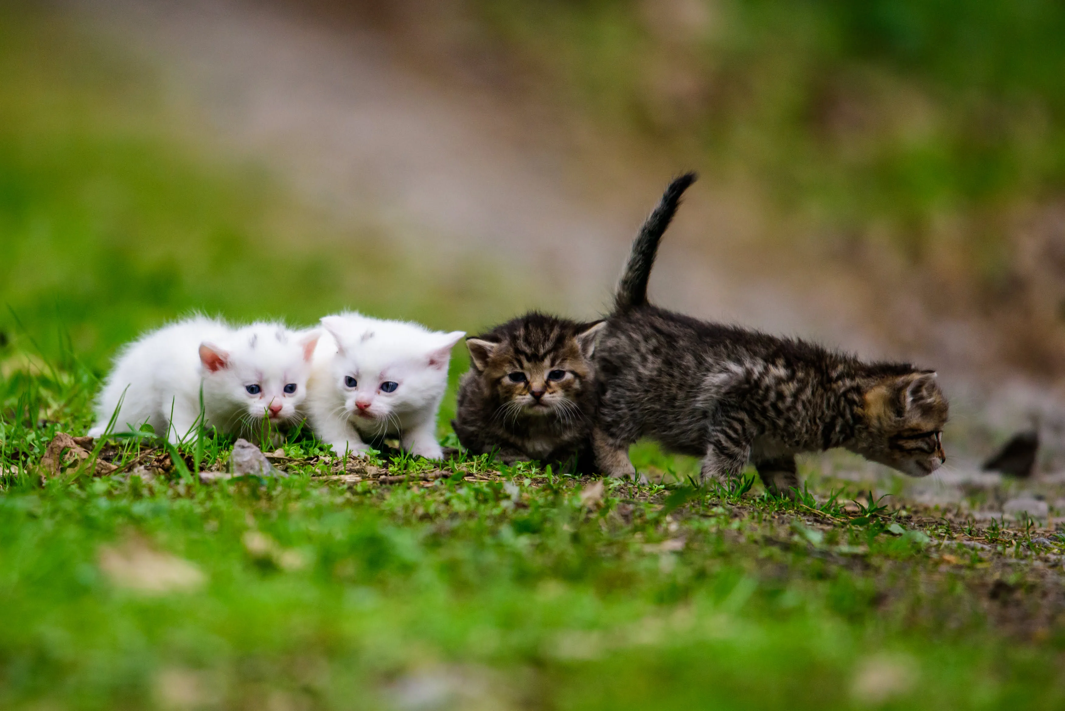 Dental care, grooming, and hygiene